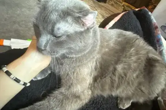 Lost Grey Cat: Chunky with Unique Ears