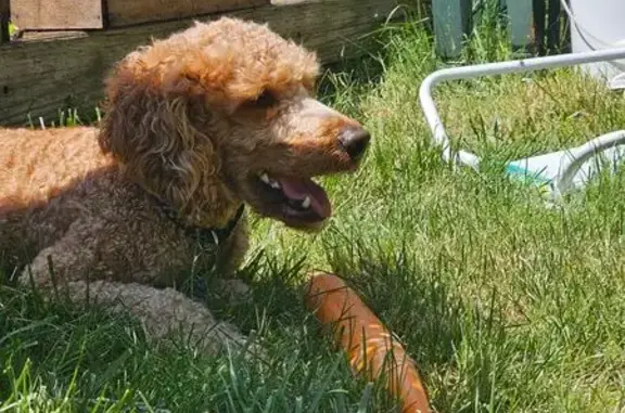 Lost Dog Nuggets: Golden Curly Coat