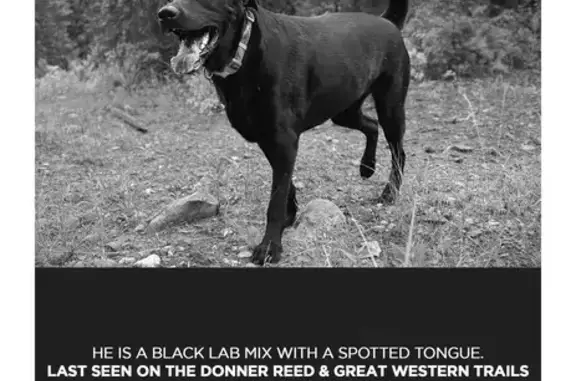 Lost Black Lab Mix in Emigration Canyon