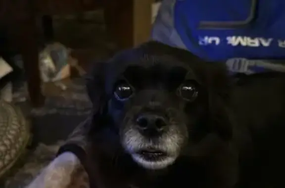 Lost Pom Chi: Sweet, Black & Fluffy!