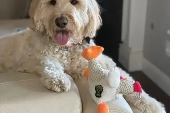 Lost Cream Golden Doodle on Hwy 68