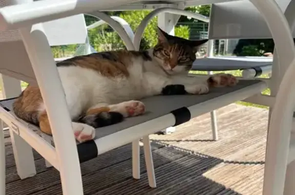 Animaux perdus Marcq-en-Barœul, photo: Chatte tricolore perdue à Marcq-en-Barœul