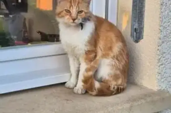 Animaux trouvés , photo: Chat blessé trouvé à Saint-Christophe