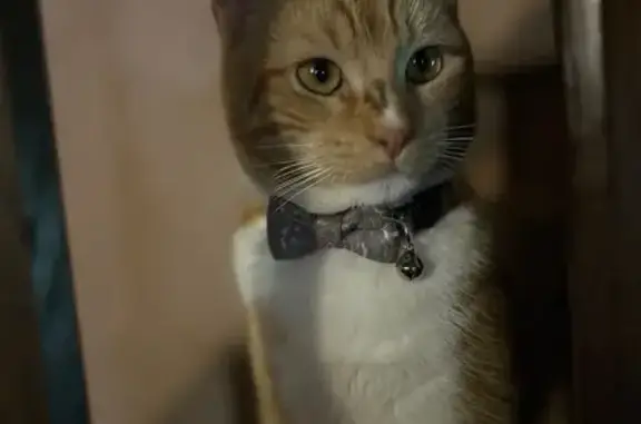 Chat roux et blanc perdu à Alexain - photo
