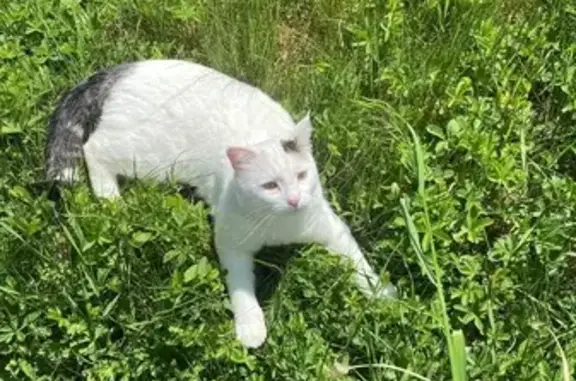 Chat perdu, , photo: Chat perdu : blanc, tache noire oreille gauche