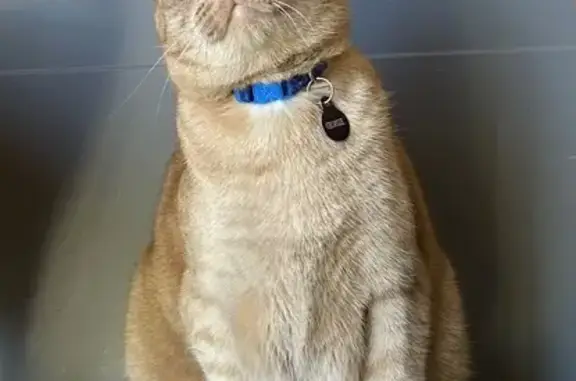 Help Find Georgie: Friendly Orange Tabby