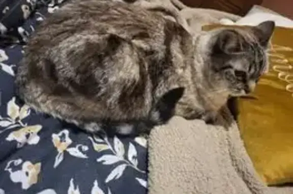 Animaux perdus , photo: Chat perdu : Muscade, pelage gris/noir/blanc