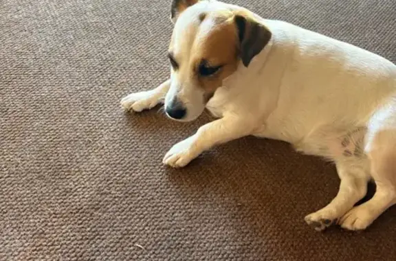 Lost Jack Russell in Vredenbur...