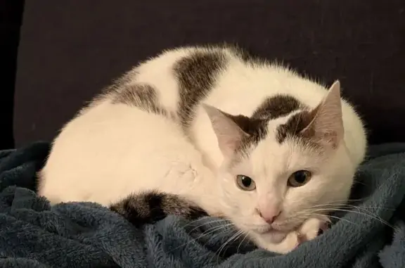 Animaux perdus , photo: Chatte peureuse perdue à Royères