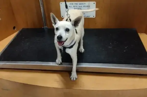 Lost Dog: Tan, Purple Collar, McAllen