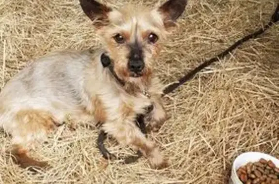 Chien trouvé , photo: Chien fatigué trouvé à Condé-en-Normandie