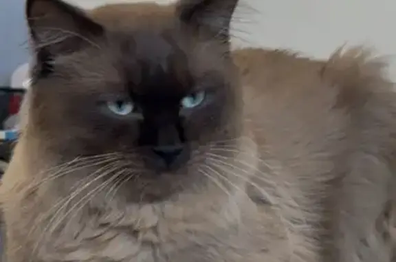 Lost Cat: 'Blessing' - Edmonds...