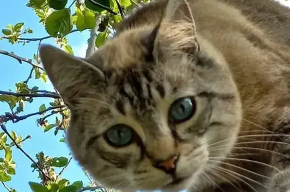 Animaux perdus Cordemais, photo: Chat perdu à Cordemais : Aidez-nous !