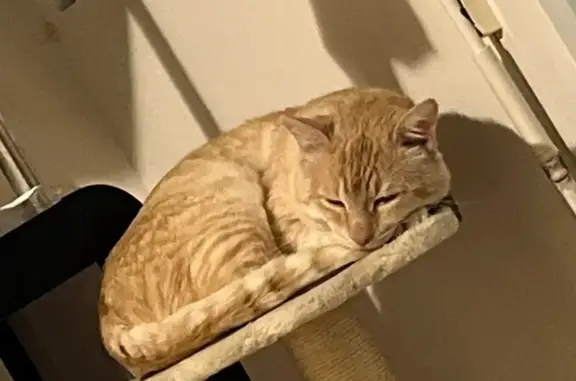 Chat perdu à Ambès : Terreur en fuite - photo