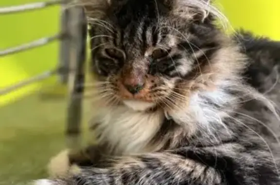 Chat perdu: Zeus, grand, mi-long, blessé - photo