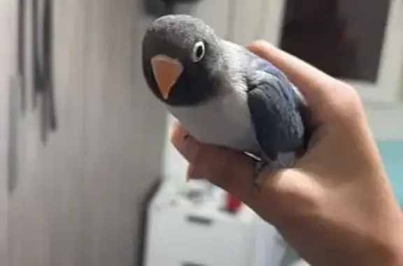 ¡Ave Agaporni Perdida en Sevilla! 🐦