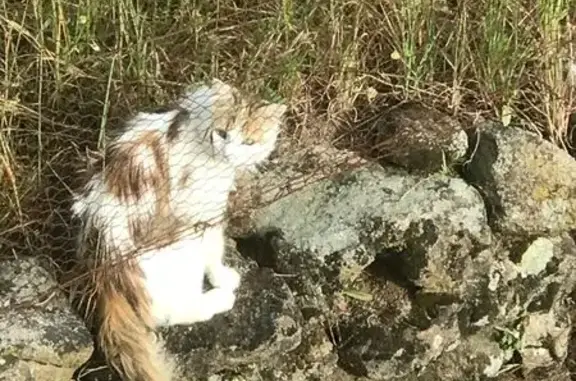 Chat trouvé , photo: Chatte tricolore errante, cherche contact