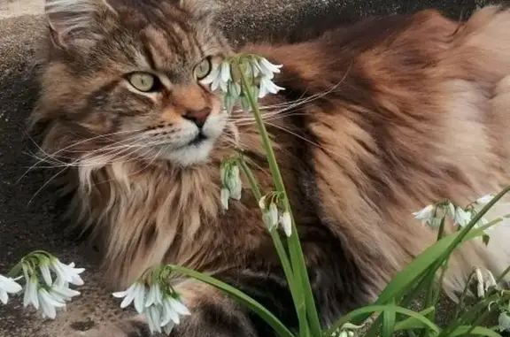 Chat perdu, Lanester, photo: Chat Maine Coon perdu à Lanester