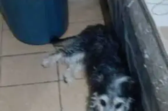cachorro desaparecida