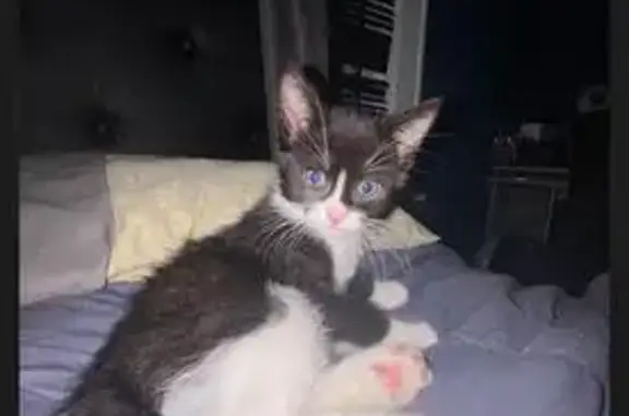 Help Find Our Lost Kitten in Bridgeport!