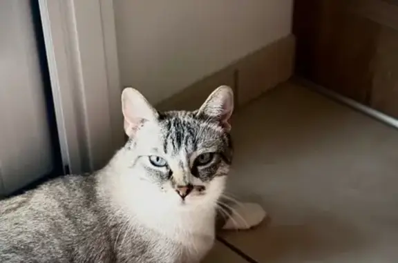 Chat perdu : Floki, siamois croisé, Limas - photo