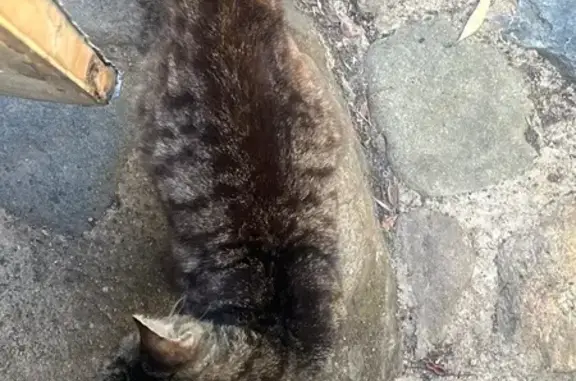 Chatte tigrée affamée trouvée à Montegrosso - photo
