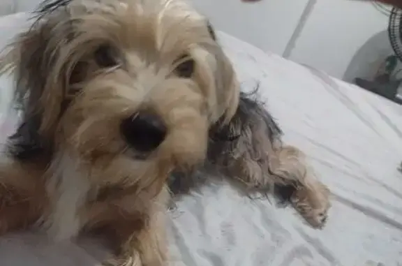 cachorro desaparecida