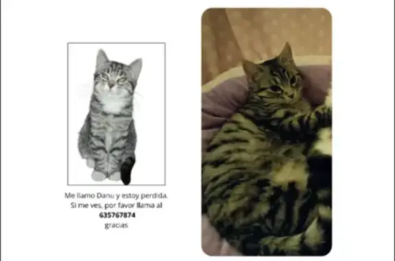 Gata Atigrada Gris Perdida en Granada