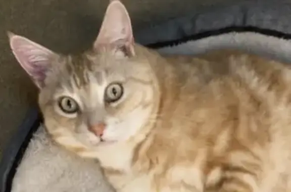 Lost Orange Tabby with Bob Tail - Marion
