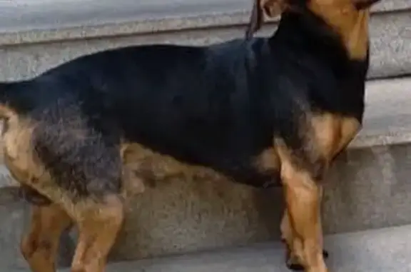 cachorro desaparecida