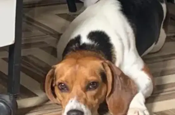 cachorro desaparecida