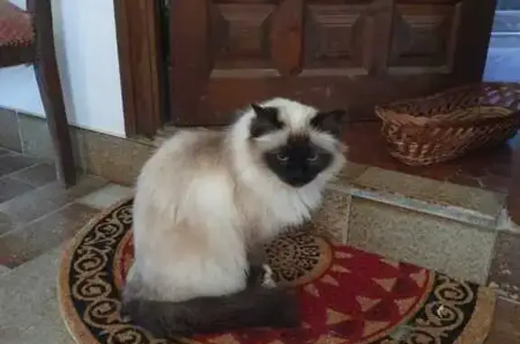 Chat perdu, Ceret, photo: Chat Sacré de Birmanie perdu à Céret