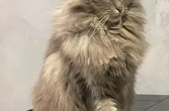 Animaux perdus Feignies, photo: Chatte perdue : Chipie, poils longs gris