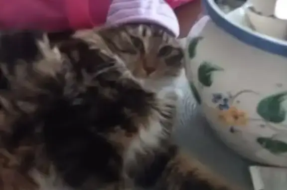 Animaux perdus , photo: Chat perdu : jeune sociable, Ma Campagne