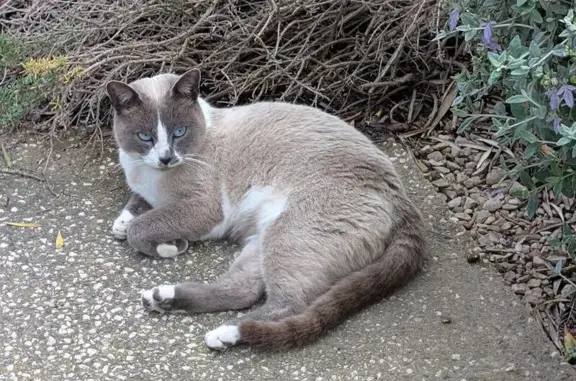 Chat perdu, Aix-en-Provence, photo: Chat perdue, Rue Louis Berton, Aix-en-Provence