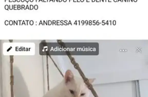 gato desaparecida