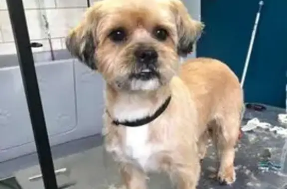 Chien beige clair perdu, Rue des Sports - photo