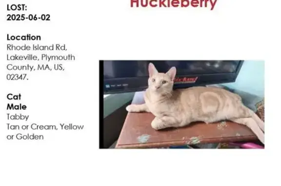 Lost Cat: Cream Orange with Golden Eyes