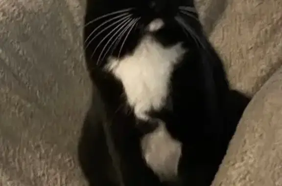 Chatte européenne noire perdue à Villeneuve - photo