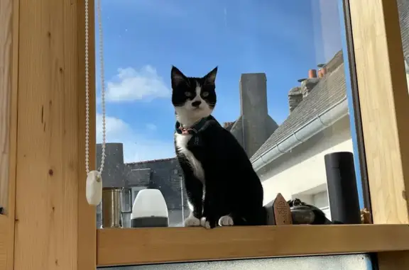 Chaton noir et blanc perdu à Roscoff - photo