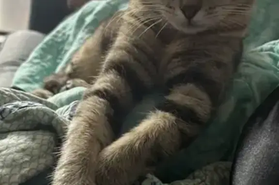 Lost Tabby Mix: Unique Swirl Pattern
