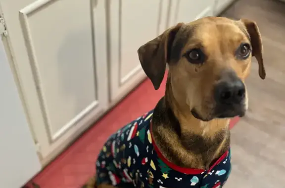 Anxious Dog with Scars Lost in Paris, TX