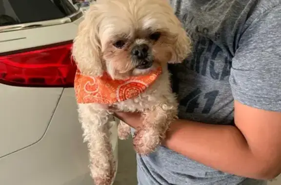 Found Dog on Ledge Stone Drive
