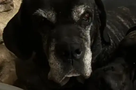 Cane corso bringée vue à 23h55, Bourg-de-Péage - photo