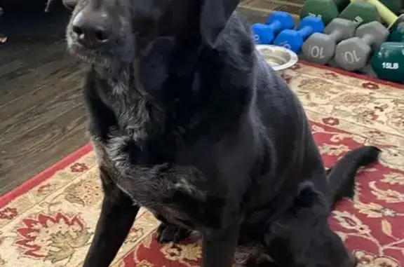 Lost Black Lab Mix: Help Find Holly!