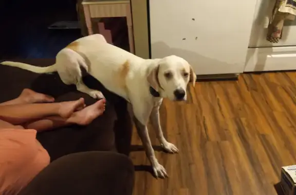 Lost Dog: Bella - Do Not Approach!