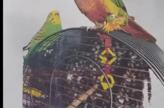 Lost Parrot: Friendly, Green & Yellow