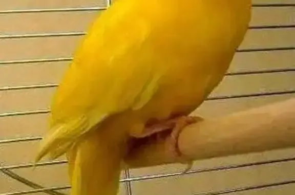 Kakariki perdu à Nîmes, aide recherchée - photo