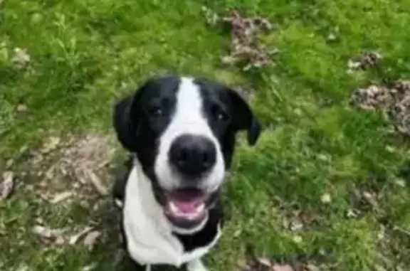 Lost Dog: Friendly, Timid, Red Collar