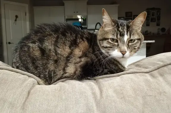 Lost Tabby on Butterfly Ave - Help!